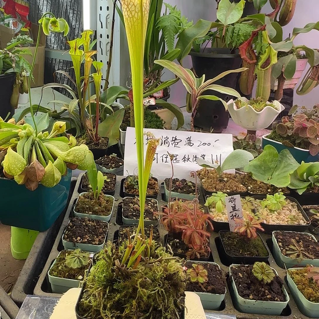 完全开放白骑士瓶子草