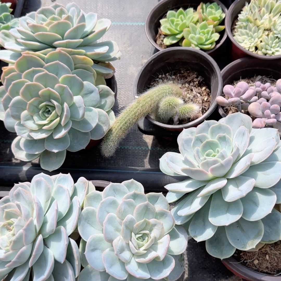 无花朵蓝色惊喜双头特价多肉