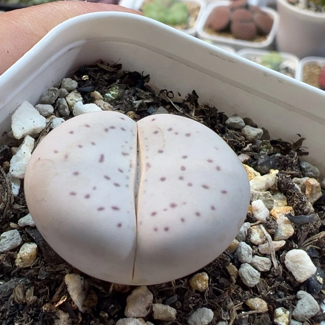 大白多肉植物百科852