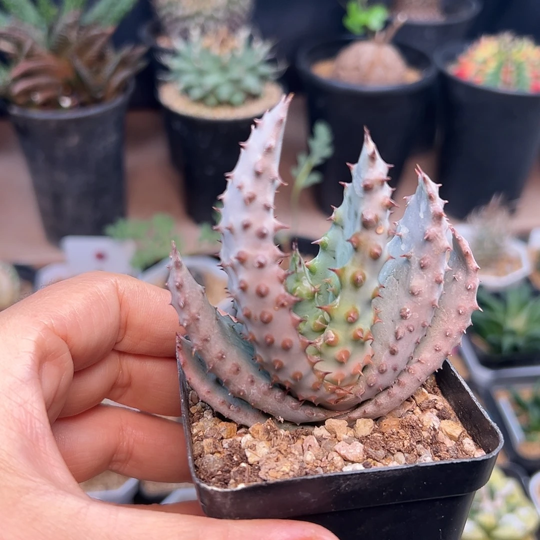 优选密刺鬼切芦荟实生一颗