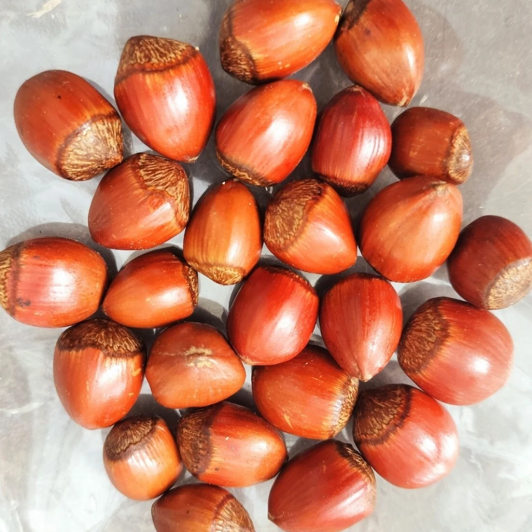 溥皮玉坠榛子（熟）送夹子3斤5斤（可试吃2两）