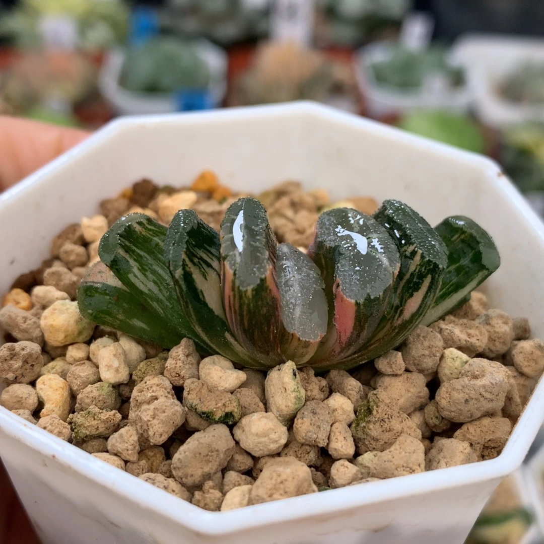 玉扇锦，带盆土发货