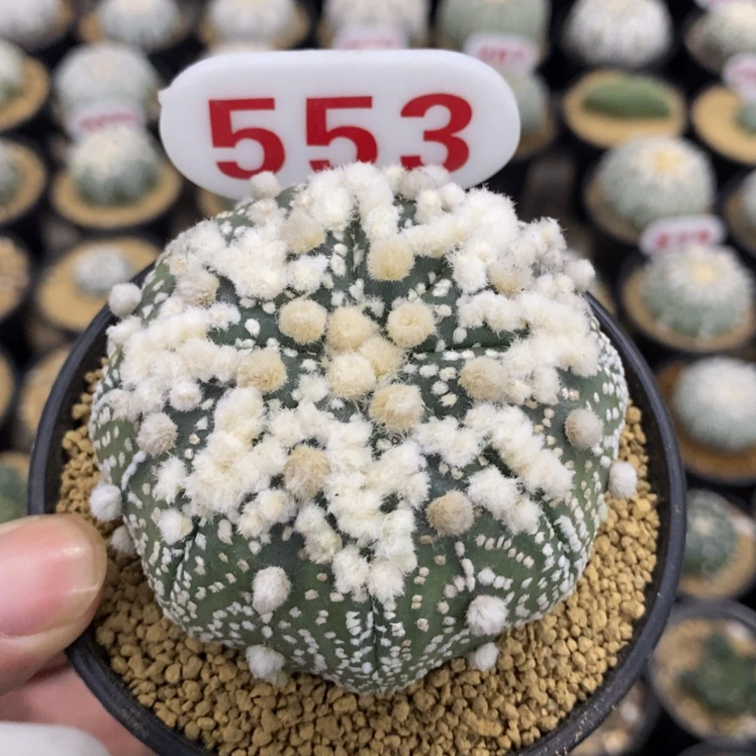 553大绒顶绒海星体花园兜
