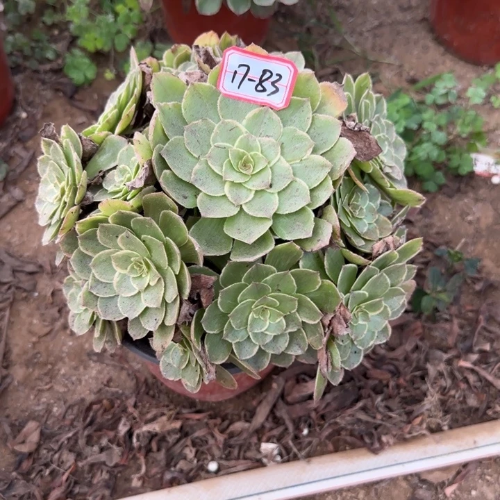 17-83莲花座不包售后