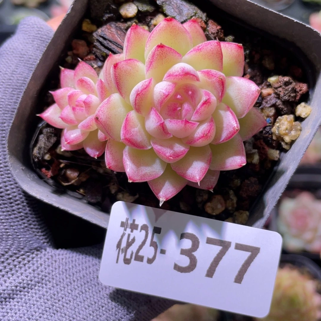 花利美25-377女王玫瑰