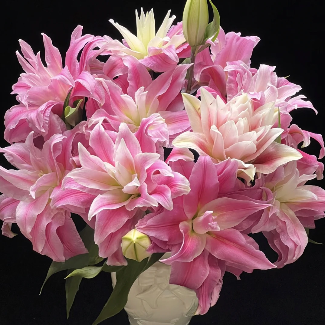 重瓣戴安娜香水百合花基地直发