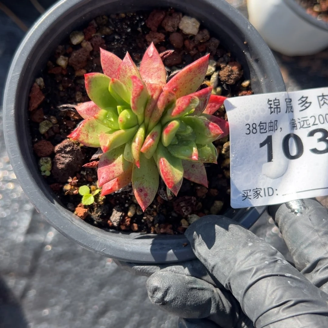 绿体苹果叶～一物一拍