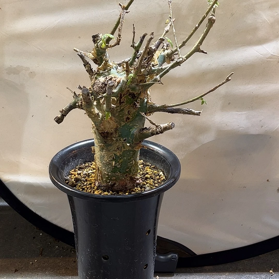 潮流植物蓝白皮橄榄，养定
