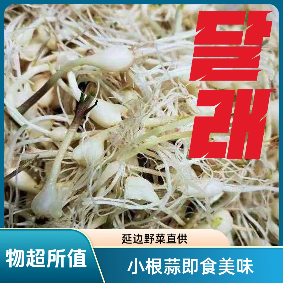 【小根蒜】延边小根蒜野菜产地直销野葱大脑瓜野蒜荞子野蒜即食