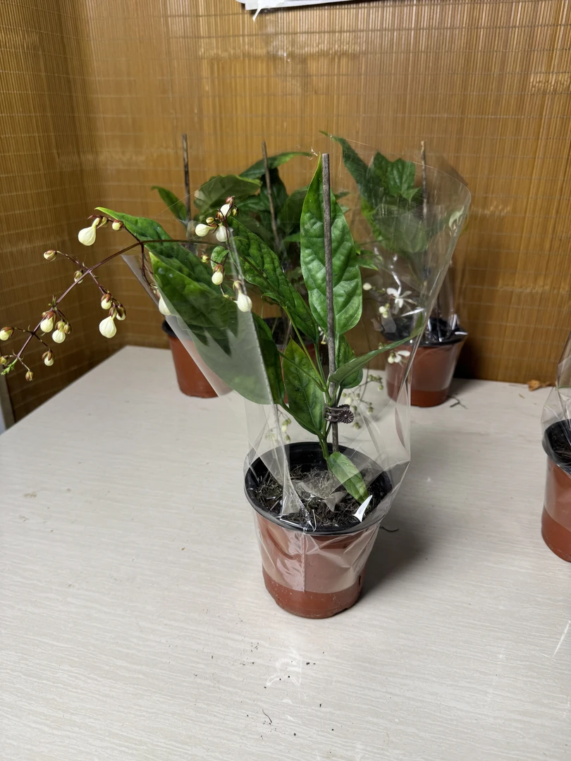 【垂丝茉莉】超值拍一发二泰国垂丝茉莉客厅好养小苗