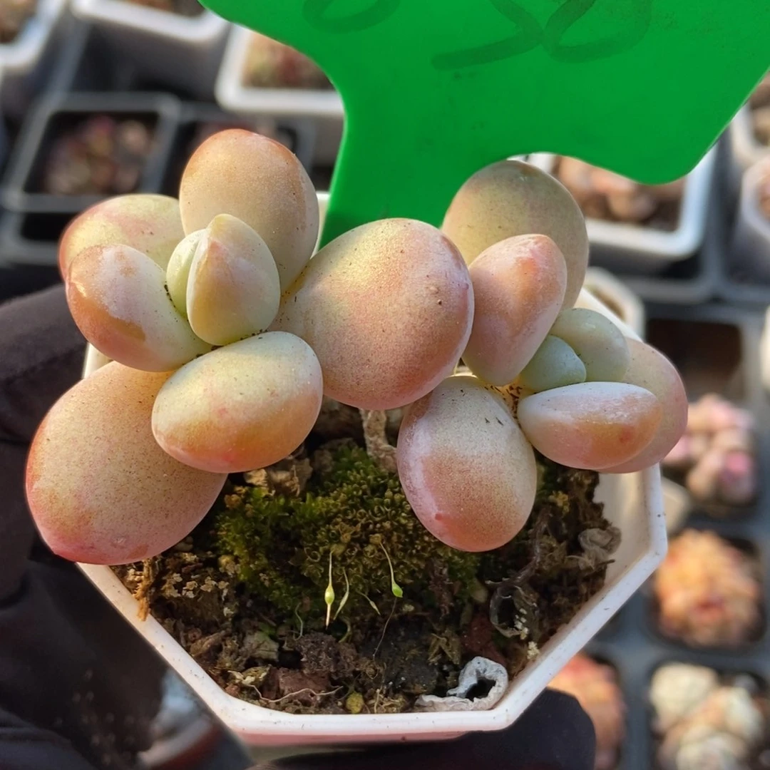 830雪美人多肉植物保护