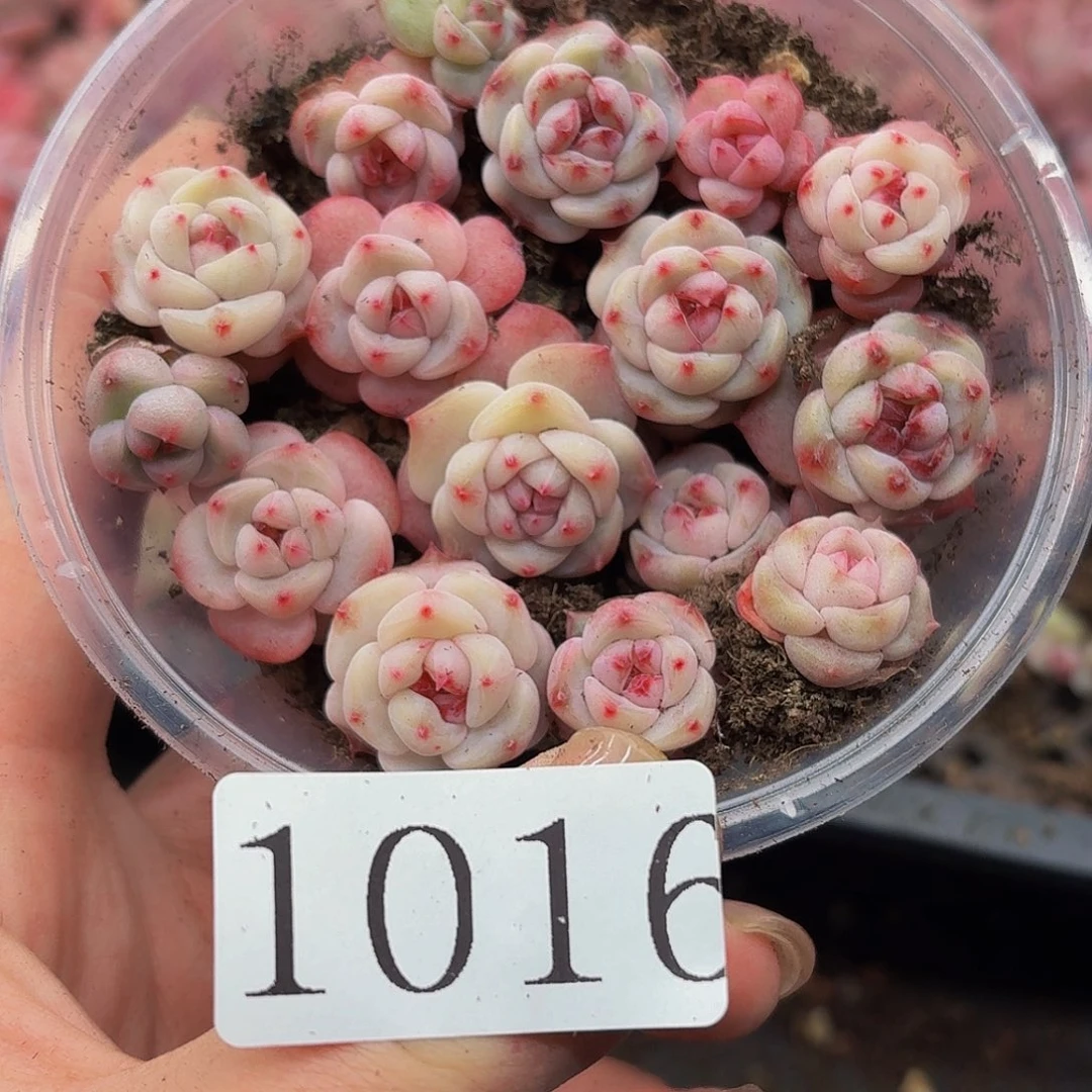 ✧****多肉植物多肉植物1016