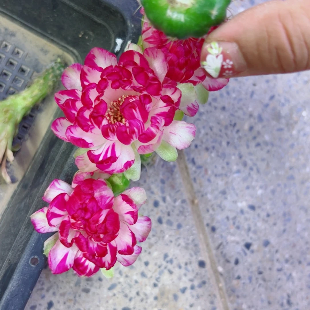 下19丽花美花10 歪无根侧芽3公分左右20包邮