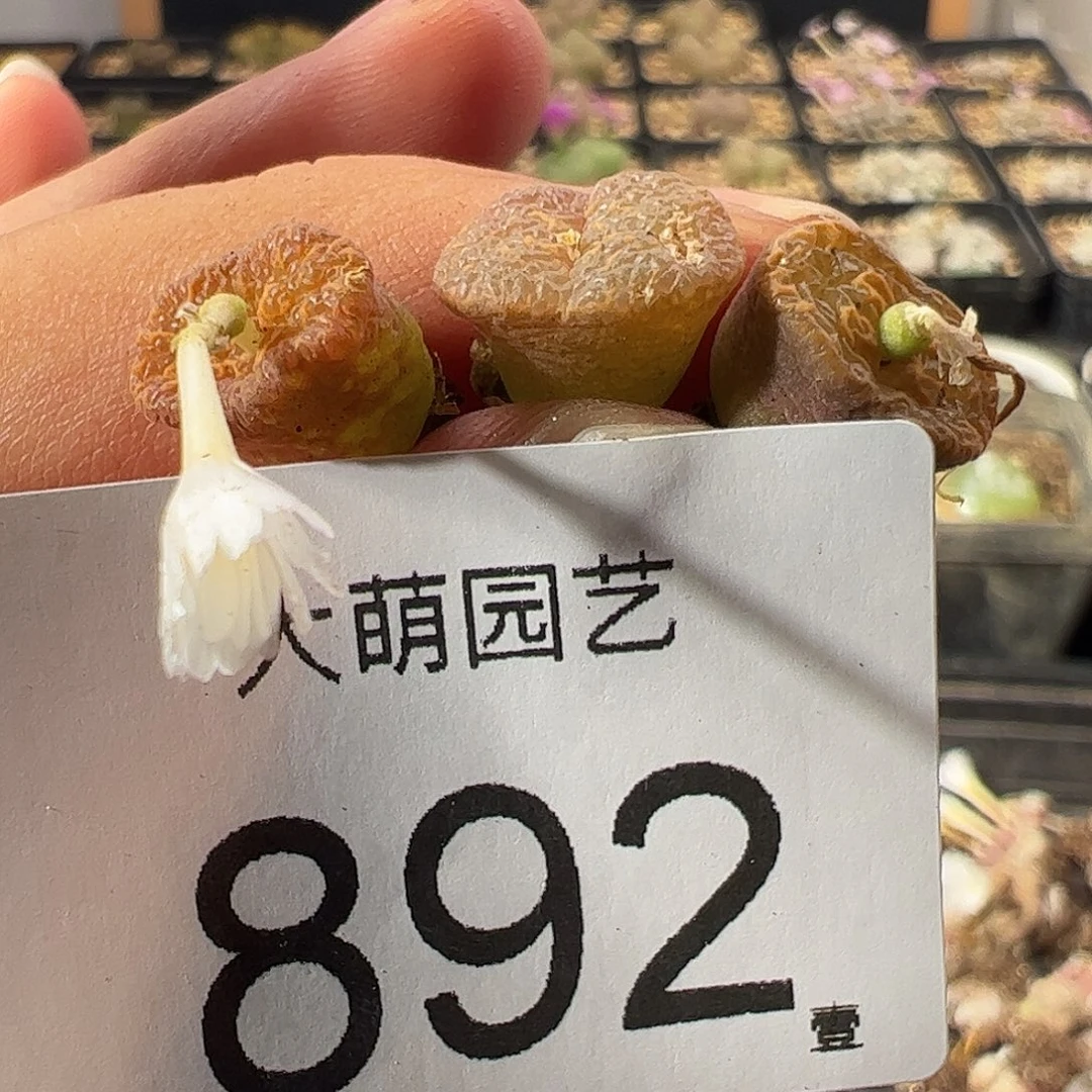 一物一拍。        892