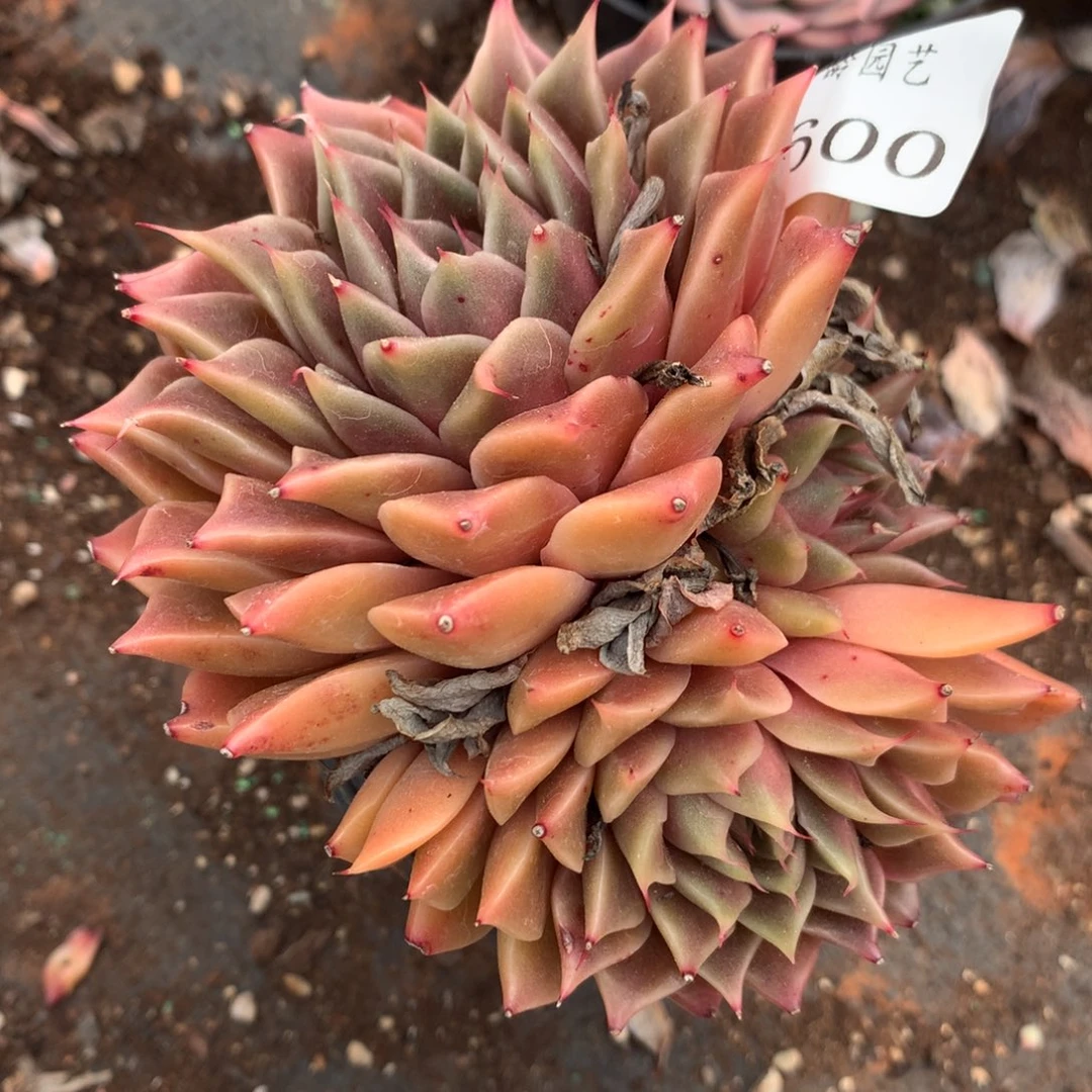 6600杂交精品基地11厘米