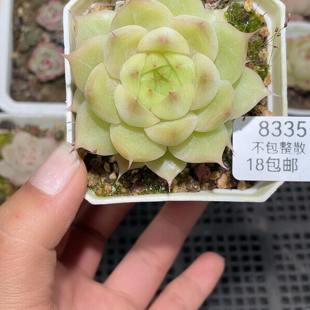 8335。麦秆。