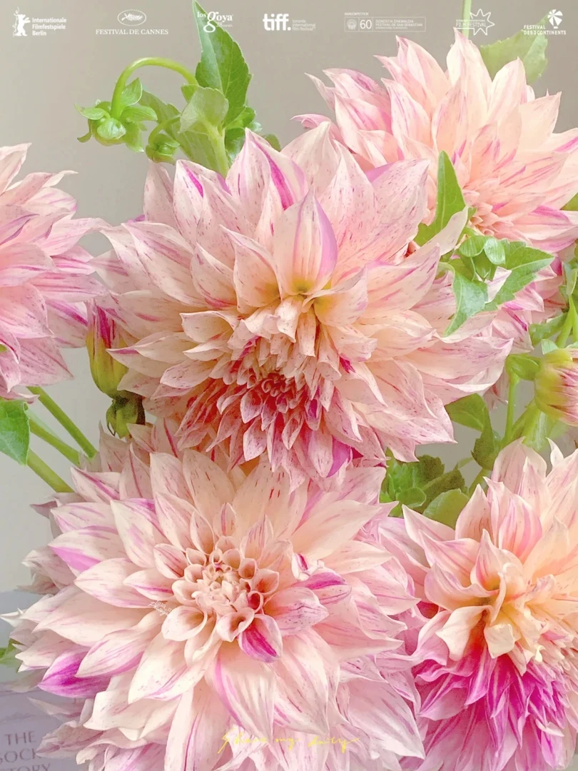 (条纹牛奶咖啡)进口大丽花种球送肥料