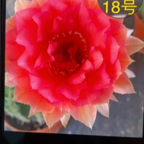 无花朵18 号彩草仙人球侧芽2+