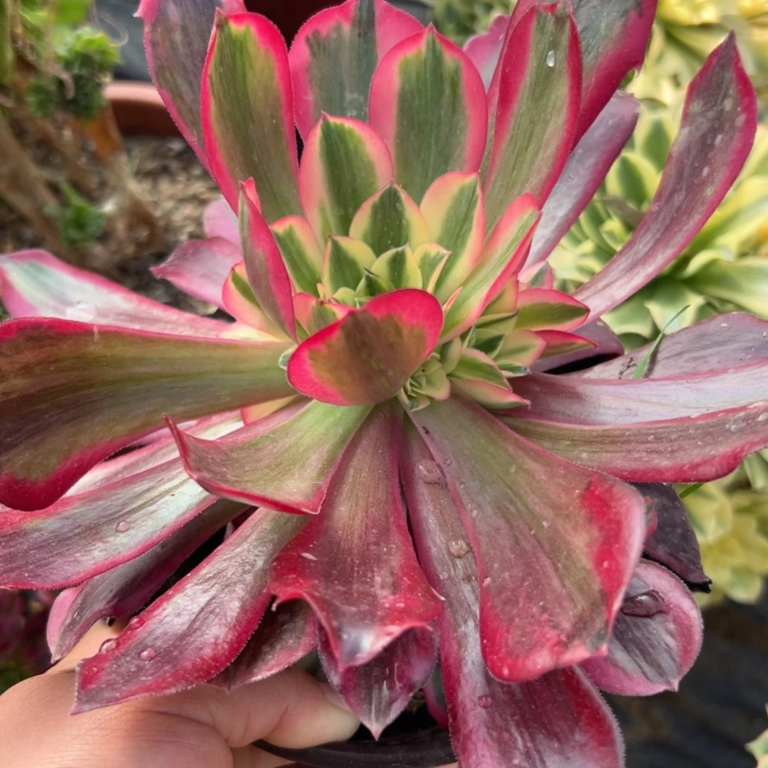 多肉植物多肉植物