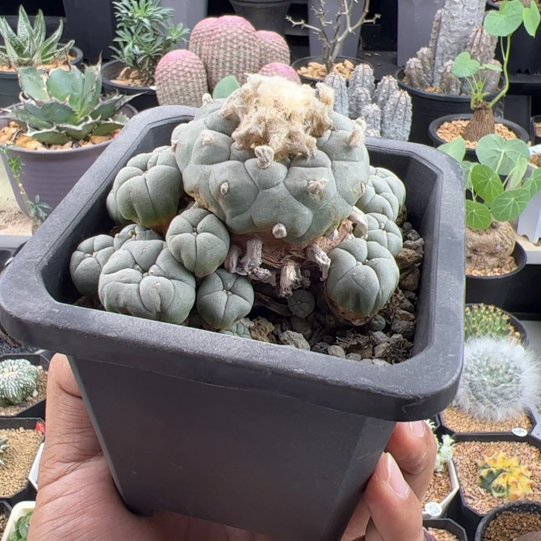 草球老桩一物一拍带盆发