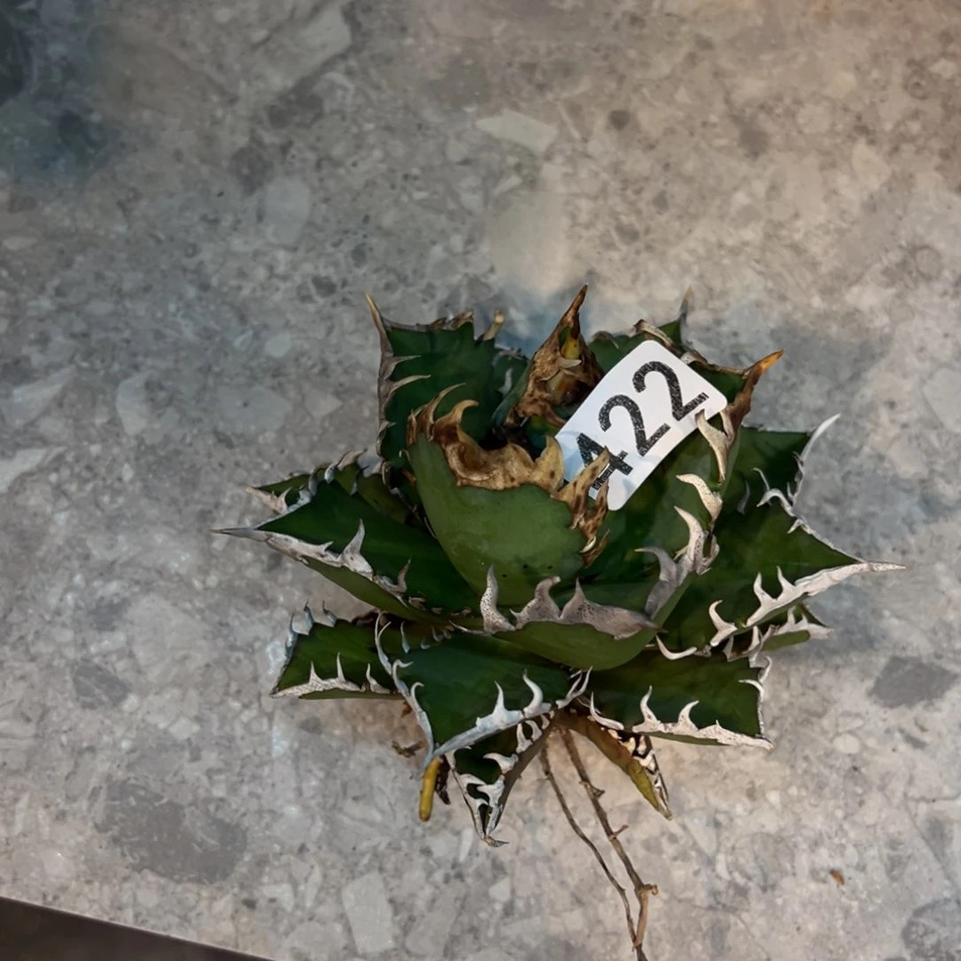 余*422红猫龙舌兰植物脱土发货