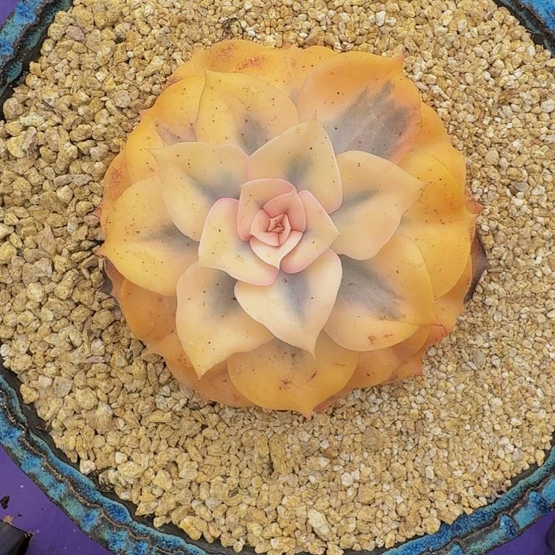 双子座 锦 一物一拍