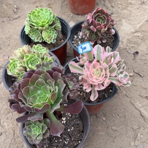 900多肉植物组合，