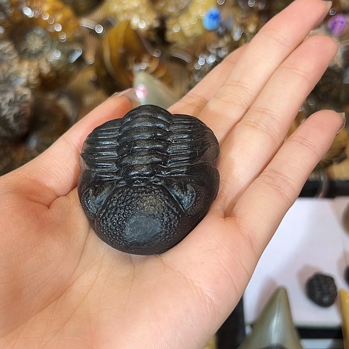 半***仕精品系列产品摆件13680