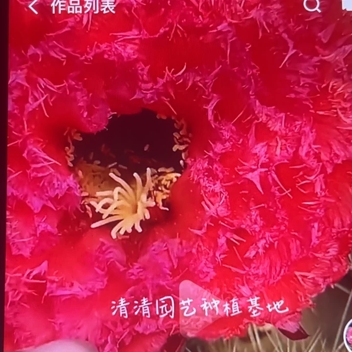 清清园艺根瑕疵黑点