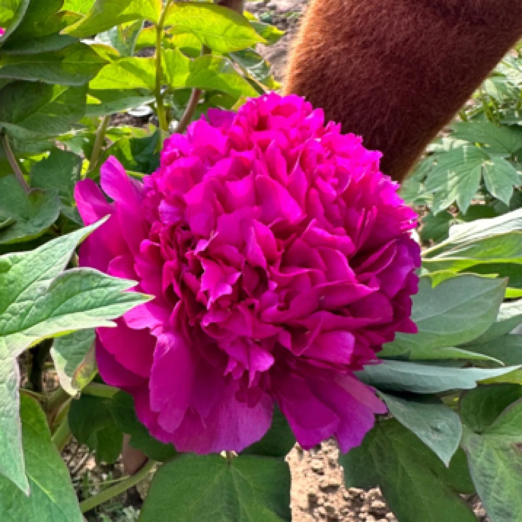 首案红牡丹花苗菏泽基地直发