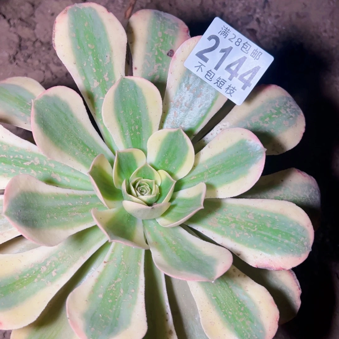 2144香炉盘白锦多肉植物