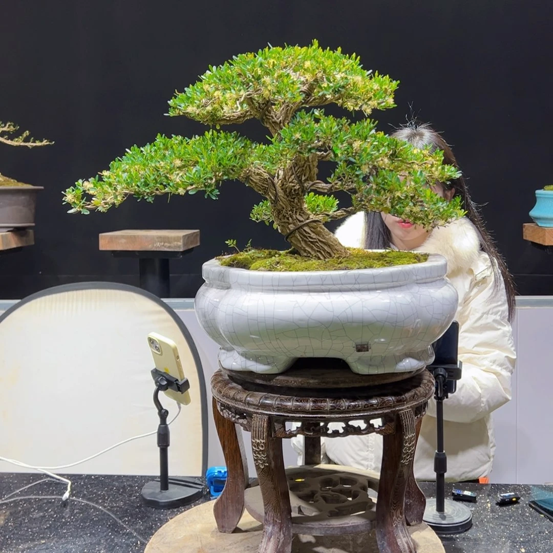 四季常青老桩黄杨盆景