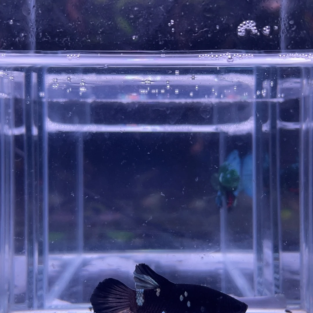 斗鱼可博泰斗092521