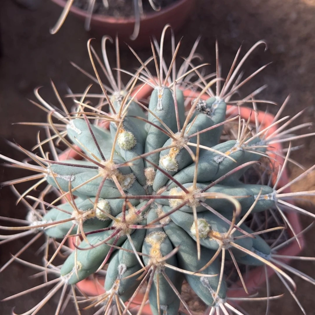 黑罗刹随机一颗。 星