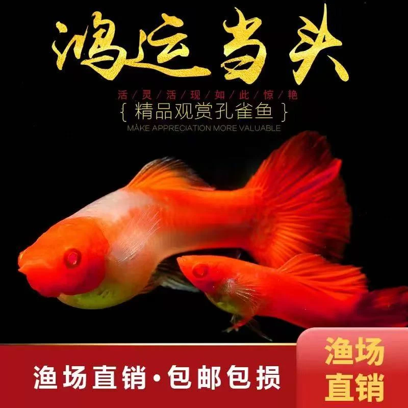 精品鸿运当头 观赏热带淡水鱼红色系经典小鱼皮实耐活好养孔雀鱼