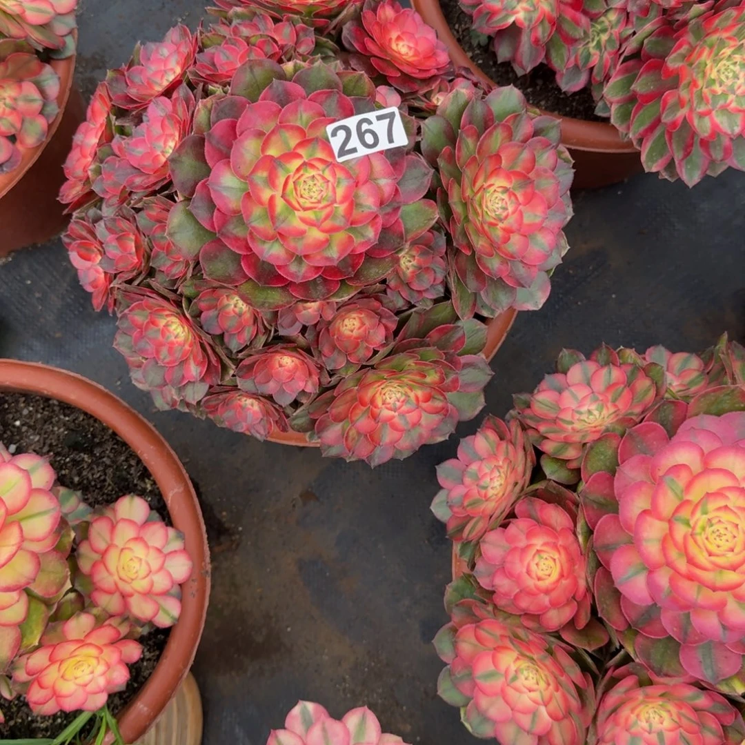 女***氓267多肉植物荔枝多肉