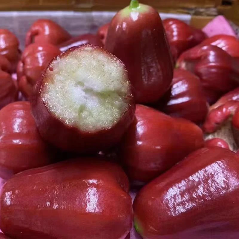 【顺丰包邮】海南三亚黑金刚莲雾果2-5斤新鲜应季水果特产坏果包赔