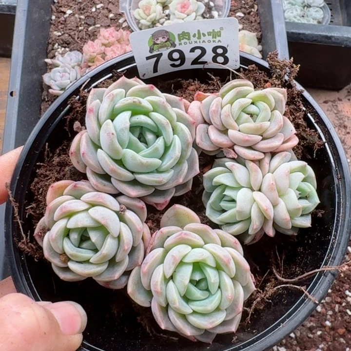 多肉植物多肉植物