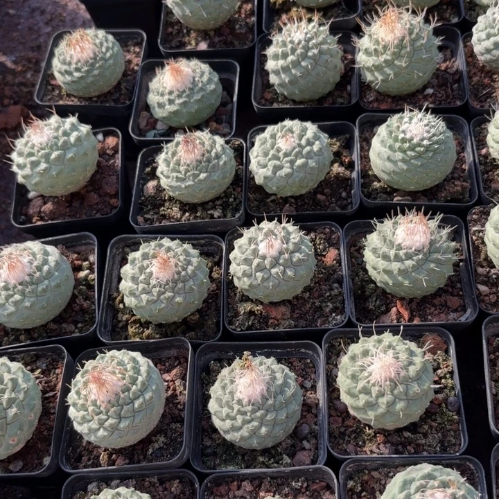 实生菊水4cm好养皮实可挑选