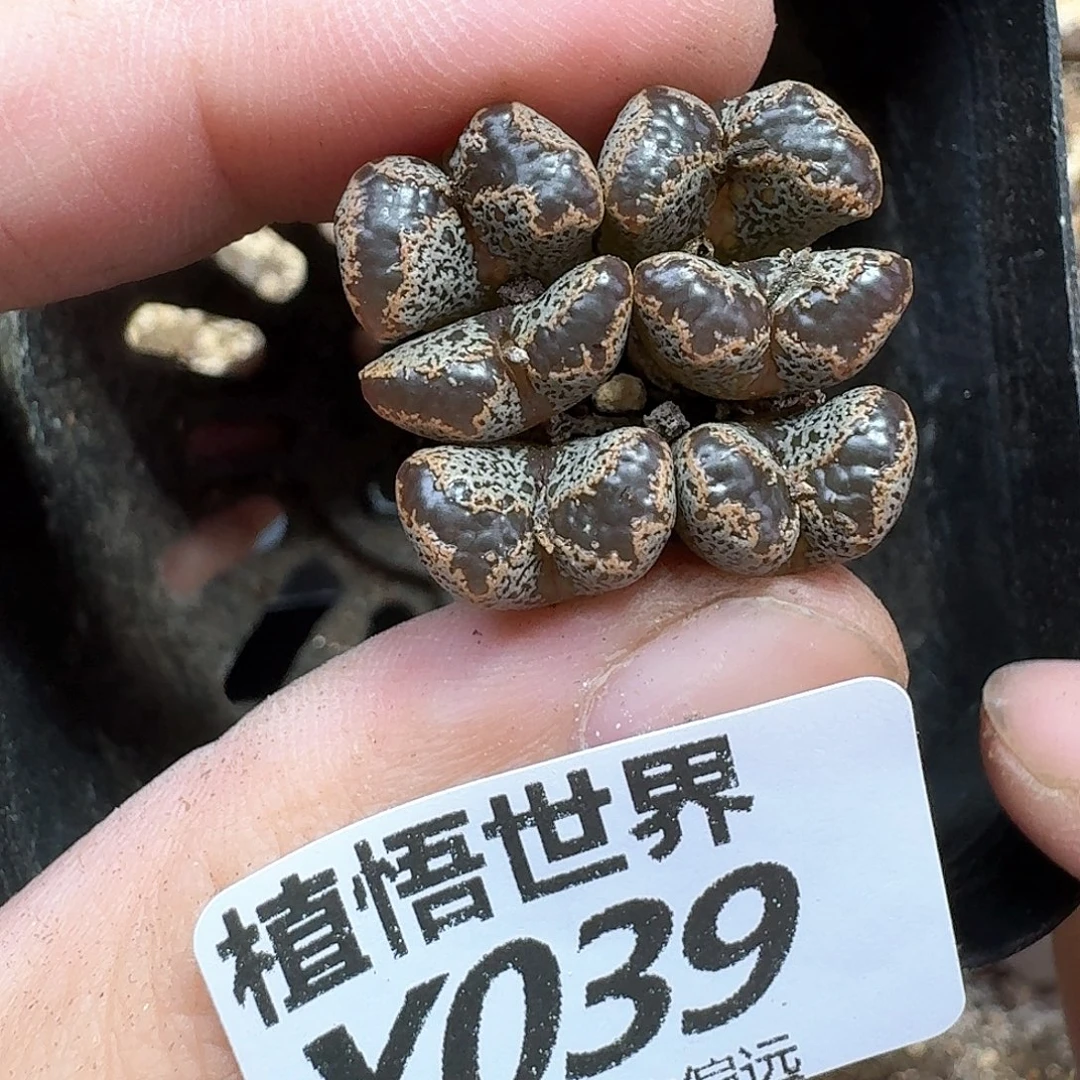 的润泽去的润泽地方