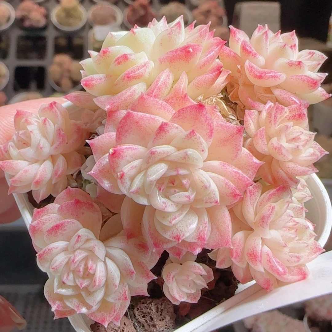 花语多肉0105-79散