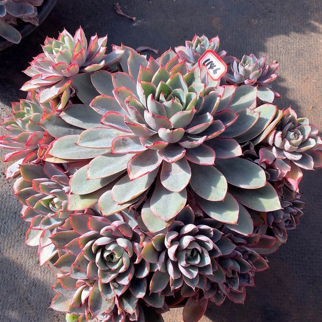 1146赫拉 一物一拍多肉