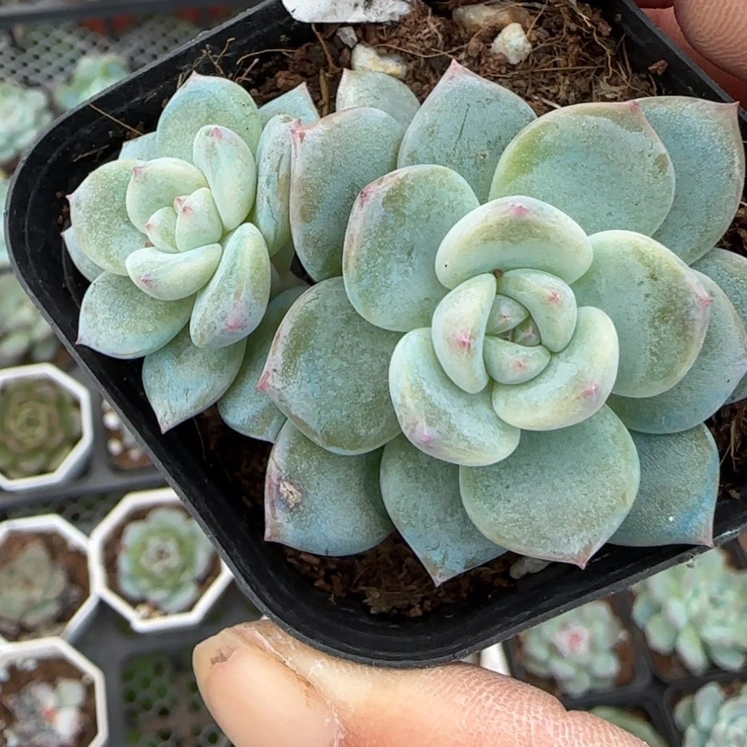 小卡拉米糖心一物一拍