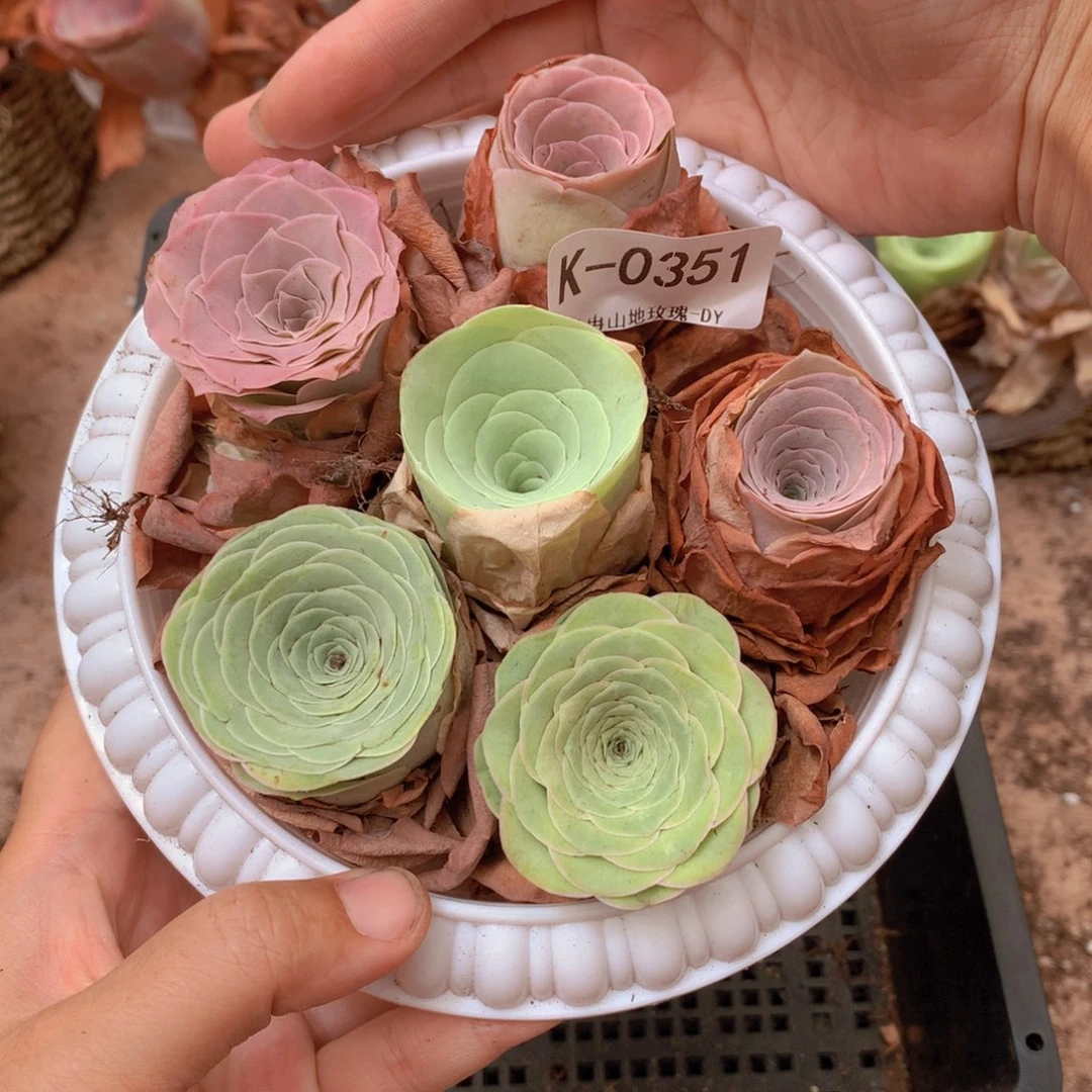0351带盆6颗不同品种
