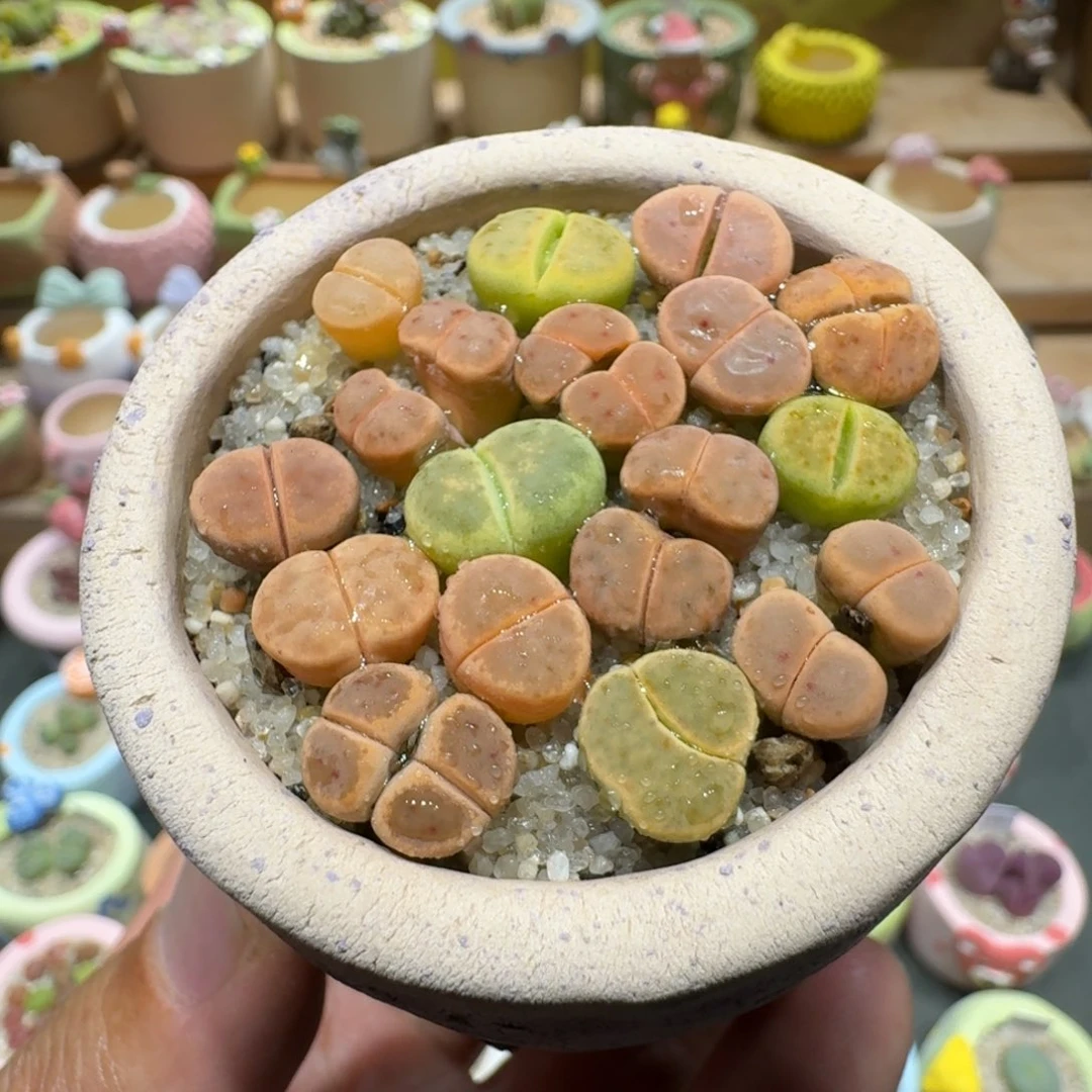 蘑菇1158草莓惜春多肉植物