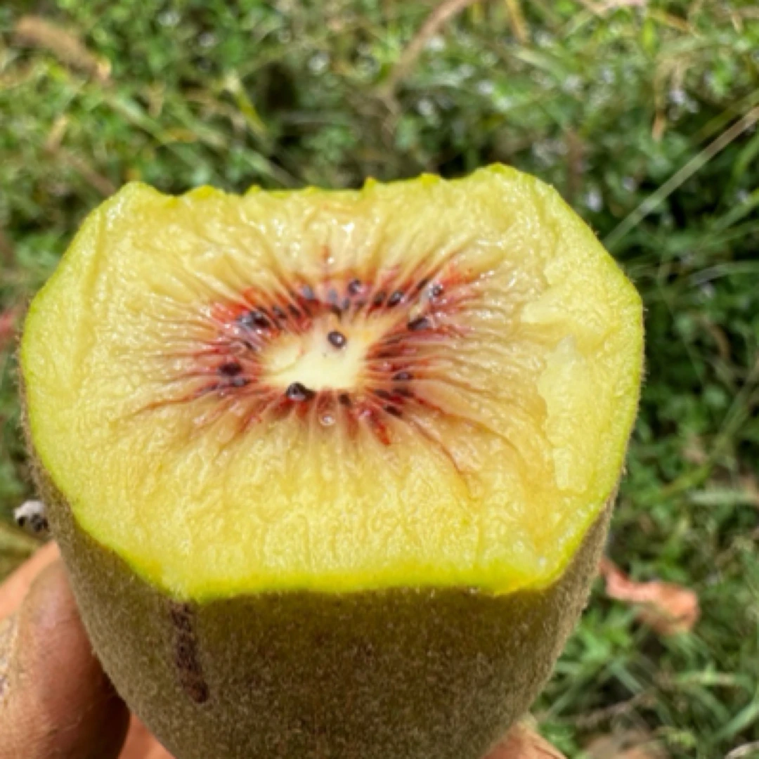 贵州凉都六盘水红心猕猴桃顺丰包邮