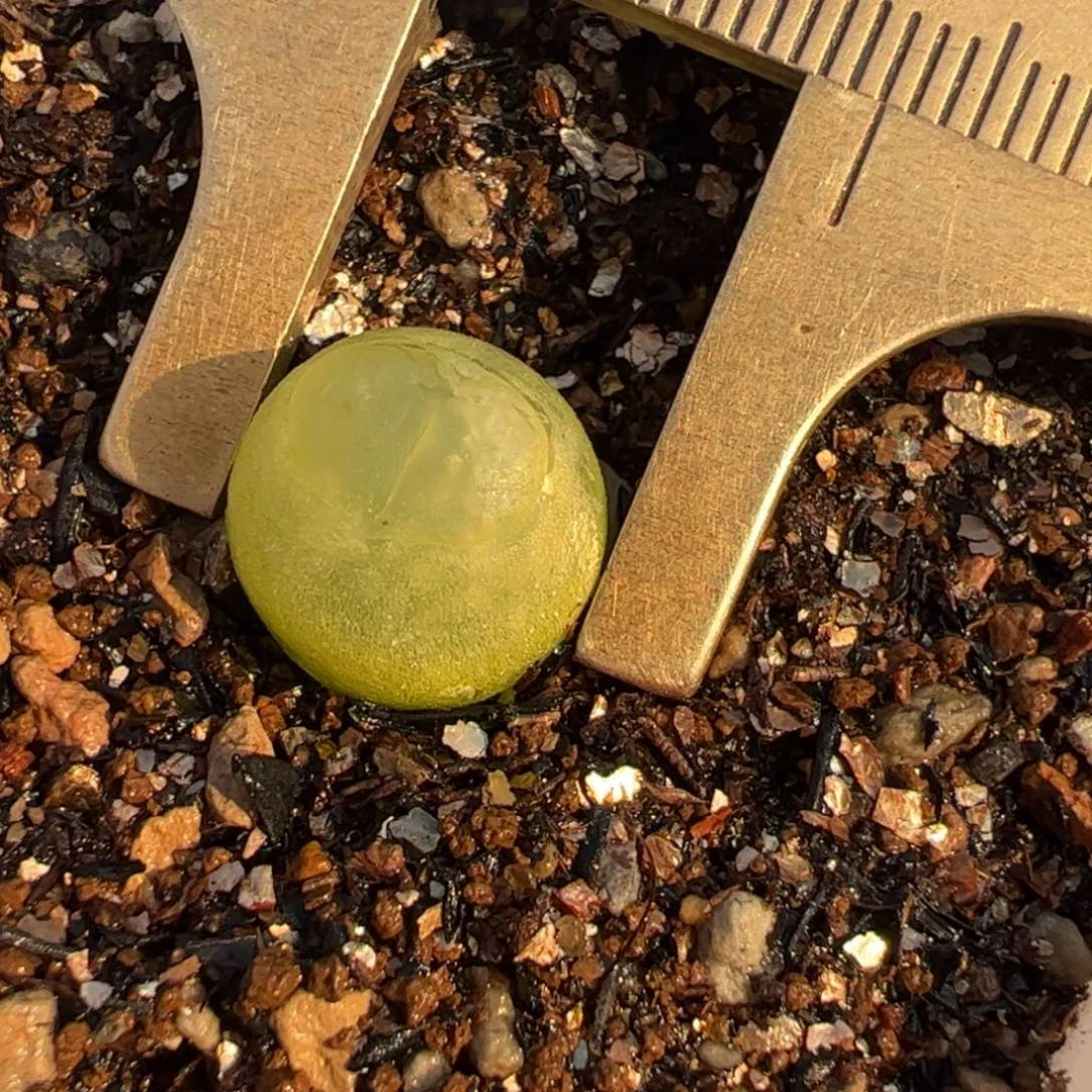 1.2厘米拉登多肉植物