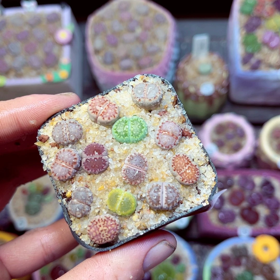 330生石花带盆发1