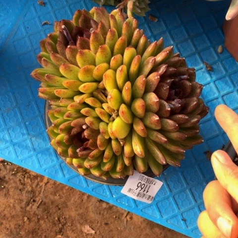 蜂*浆1166黑水晶多肉