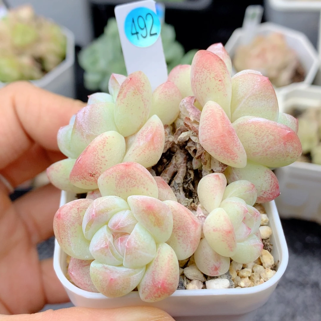 58包邮 群生不包整492